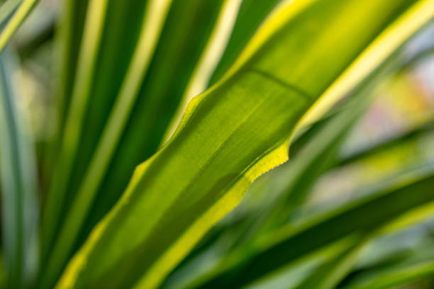 Palm leaves on nature in the park. Tropics.