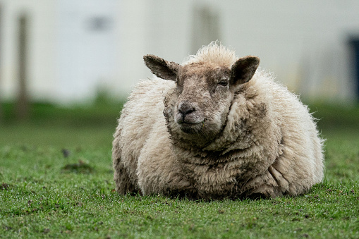 Photo of a sheep on a English farm