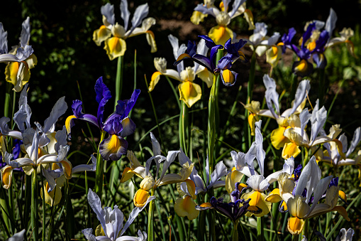 Irises standing in a garden bed