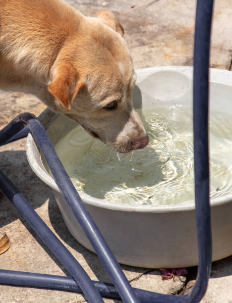 istock The dog drinks water from a trough 2148922283