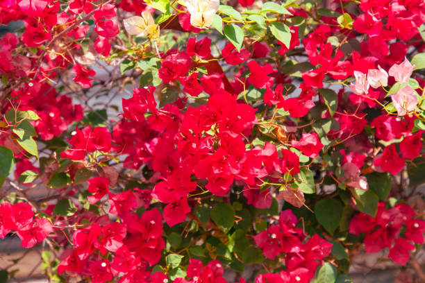 Red flowers on a tree. Nature in the tropics.