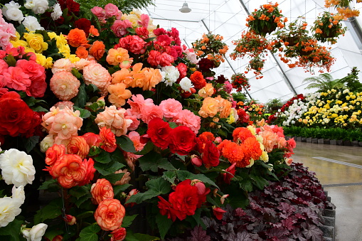 Begonias in a glasshouse