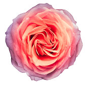 Rose flower  on white isolated background with clipping path. Closeup. For design. Nature.