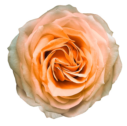 Yellow   rose flower  on  a white isolated background with clipping path. Closeup. For design. Nature.