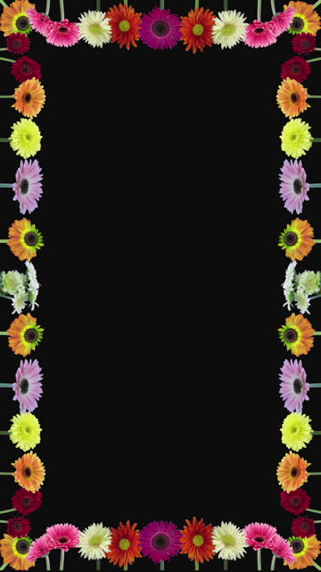 Frame of opening gerbera flowers, vertical