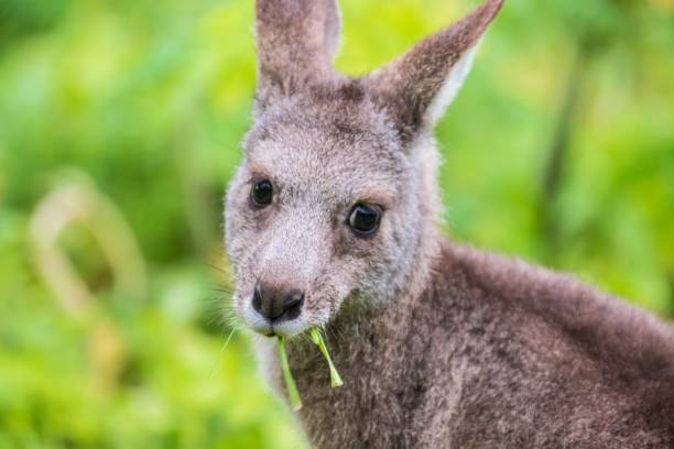 istock Curious Kangaroo Amidst the Lush Australian Greenery, Tower Hill Wildlife Reserve 2148922918