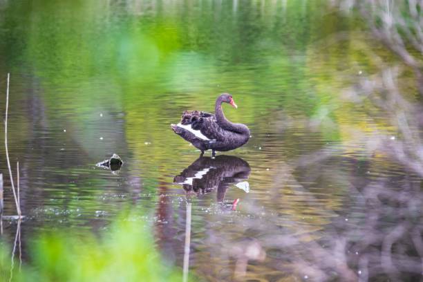 Elegant Black Swan Gliding Through Tranquil Waters