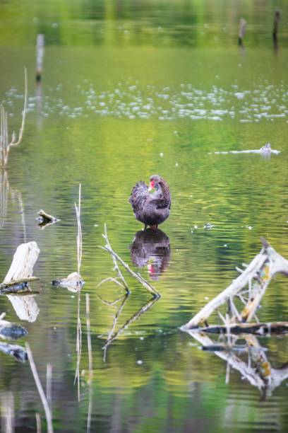 Elegant Black Swan Gliding Through Tranquil Waters