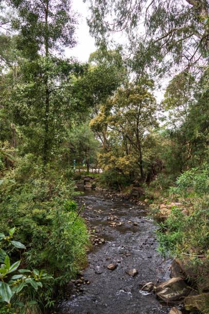 istock A Tranquil Stream Flowing Through a Lush Green Forest 2148923044