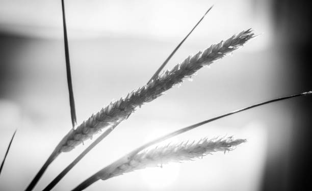 istock Whispers of Light Through Wheat 2148924080