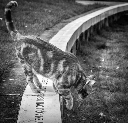 In this black and white photograph, a sleek tabby cat treads carefully along a narrow, curved ledge. The cat's striped coat is captured in stunning detail, contrasting with the smooth surface beneath its paws. The curious feline's body is in motion, with its tail high and alert, as it navigates the boundary between the manicured grass and the stark, linear path, embodying the spirit of cautious exploration. The image is a testament to the grace and agility inherent in these enigmatic creatures.