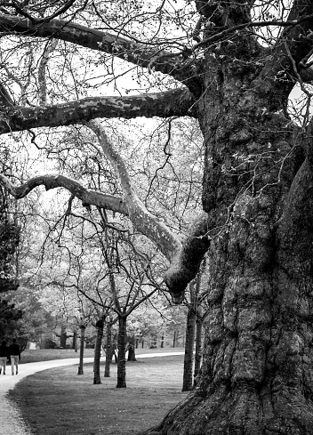 In this monochromatic landscape, an ancient tree stands sentinel, its vast trunk and sprawling branches dominating the frame. Its bark, gnarled and rugged, bears the wrinkles of time, contrasting with the softer, younger trees in the background. The tree's limbs stretch out like natural sculptures, creating a network of organic lines against the sky. A carpet of grass, a winding path, and a hint of figures in the distance provide scale, underscoring the grandeur of the tree. It's a silent testament to the enduring beauty of nature.