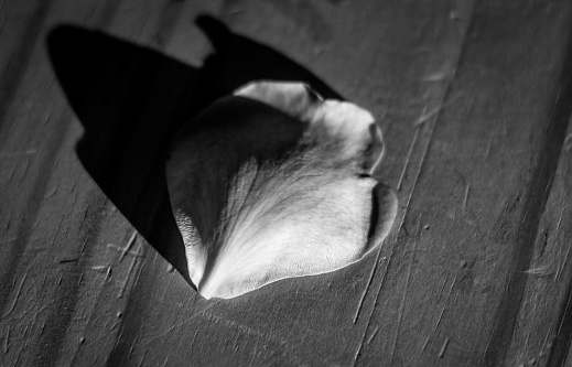 This monochrome photograph captures a solitary petal resting on a wooden surface, its form both illuminated and shadowed by a stark, contrasting light. The petal's delicate curves and soft texture are highlighted against the rough, linear grain of the wood. The dramatic lighting creates an elongated shadow, adding a dimension of depth and mystery to the composition. This simple yet powerful image speaks to themes of fragility and transience, with the petal's isolation amplifying its ephemeral beauty.
