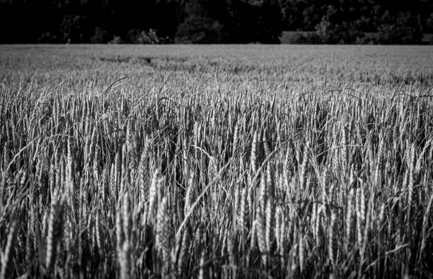 istock Monochrome Fields: The Essence of Grain 2148924156
