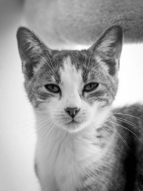 istock Whiskered Wisdom: The Pensive Gaze 2148924161