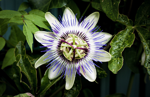 This image captures the mesmerizing details of a Passion flower in full bloom. The central part of the flower showcases a unique, intricate structure with its radiating filaments of purple and white, encircling a set of curved stamens. The petals exhibit a pristine white, edged with a hint of green. Vivid green leaves, marbled with shadows, serve as a backdrop to the floral star of the scene. The photograph's focus draws attention to the bloom's complex beauty, set against the soft, blurred background.