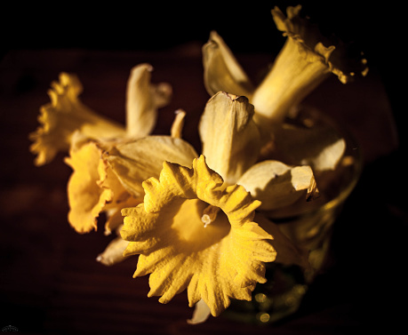 This photograph showcases wilted daffodils bathed in a soft, golden light. The flowers, once vibrant and upright, now droop gracefully, their petals displaying the delicate texture and frayed edges that come with age. Shadows play across the floral arrangement, highlighting the contrast between the flowers' vivid yellow hues and the surrounding darkness. The composition evokes a sense of quiet nostalgia and the transient beauty of life's fleeting moments. The daffodils' enduring elegance, even as they fade, speaks to the resilience and beauty in decay.