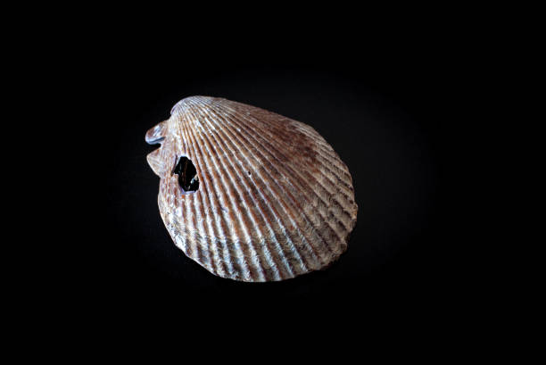 istock Whispering to the Depths: A Seashell's Tale 2148924221