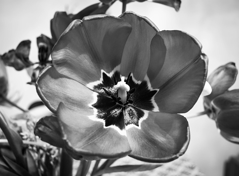 This photograph captures the delicate beauty of a single tulip in monochrome. The flower's petals fan out gracefully, with the intricate details and contrasting patterns prominently displayed against a subdued background. The stamen and pistil stand sharply at the center, surrounded by a bold, dark pattern that echoes the tulip's natural symmetry. The play of light and shadow adds depth and drama, highlighting the flower's textures and shapes. This image is a testament to the subtle allure that can be found in the simplicity of nature's creations.