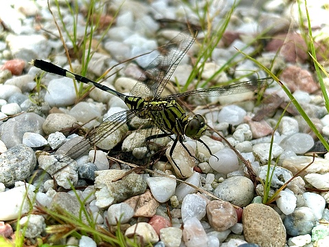 A dragon fly was perch above the stone and look like wait for the photo shoot