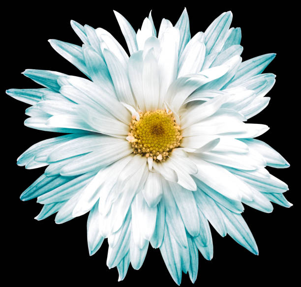 istock Chrysanthemum flower  on   black  isolated background with clipping path. Closeup.  Nature. 2148924680