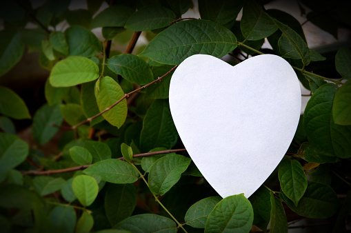 One white color plain blank empty heart shape paper cutting with copy space placed on a green plant branches full of leaves backdrop,  ideal for love note template