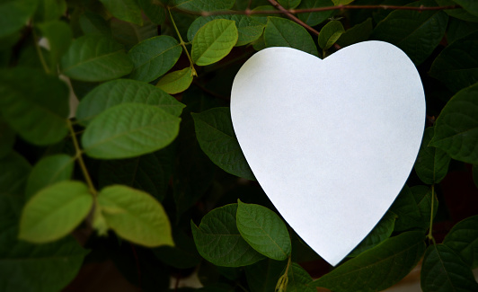 One white color plain blank empty paper cut in shape of  heart shaped label with copy space, placed on a green plant branches full of leaves lush backdrop,  ideal for love note template.
