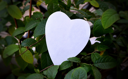 One white color plain blank empty heart shape paper cutting with copy space placed on a green plant branches full of leaves backdrop,  ideal for love note template