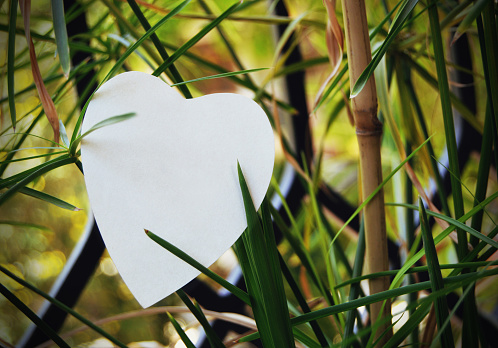 One white color plain blank empty heart shape paper cutting with copy space placed on a green bamboo plant branches full of leaves backdrop,  ideal for love note template