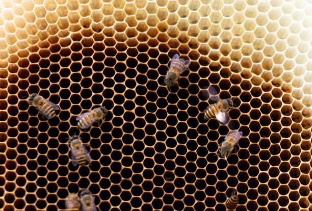 Honey Bees working on honeycomb close-up shot. Bees are best known to humans for their ecological roles as pollinators