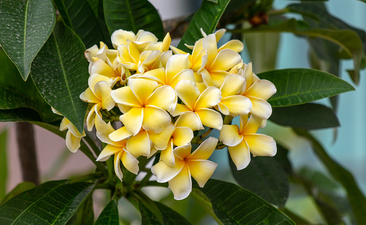 Beautiful yellow flowers on a tree in the tropics.