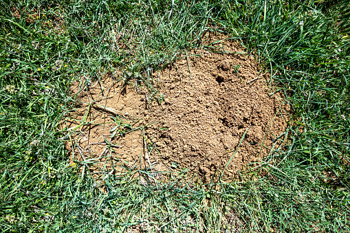 Anthill on a meadow