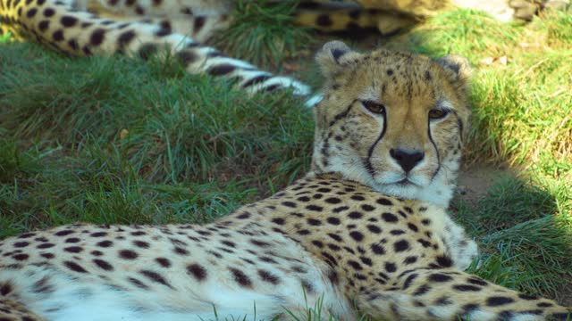 A cheetah resting
