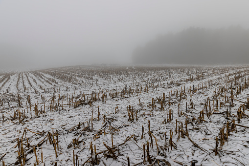 Beautiful vineyards covered by winter snow with foggy rural landscape against sky during sunrise