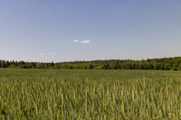 istock a field with green wheat in sunny weather 2148927032