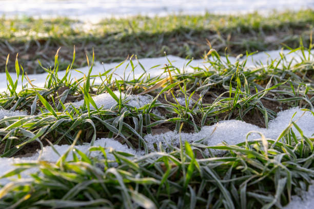 istock winter wheat during snowmelt during thaw 2148927092