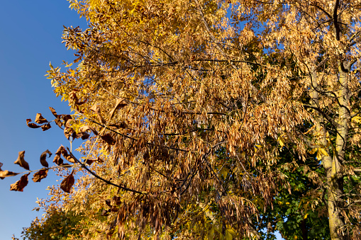 Maple tree during the autumn season, changes in the clan during the autumn leaf fall