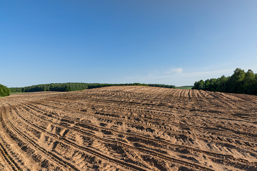 new corn sprouts in the field in spring, a growing monoculture of sweet corn in sunny weather