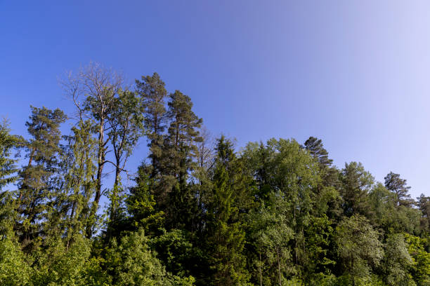 deciduous trees in spring in sunny windy weather, beautiful young foliage on the trees