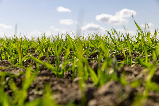istock wheat field with green grass in sunny weather 2148927237