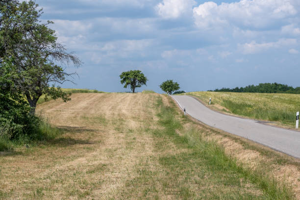 street in the landscape with meadow, trees,sky