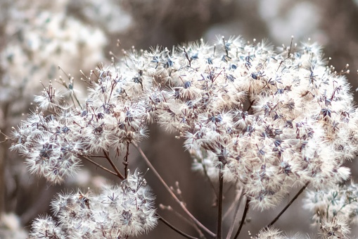 withered flower of a perennial plant