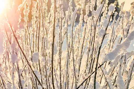 Vertical frost-covered branches of bush with snow stuck to them on winter day.