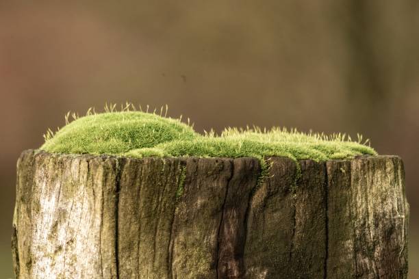 green flowering moss on an old wooden post