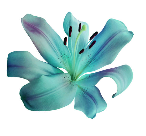 istock Turquoise lily  flower  on a  white isolated background with clipping path.  Closeup. For design.  Nature.. 2148927849