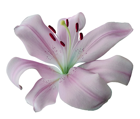 Pink lily  flower  on a  white isolated background with clipping path.  Closeup. For design.  Nature.