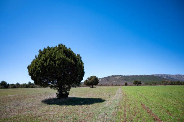 Beautiful landsacpe in the spring