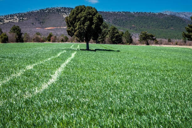 Beautiful landsacpe in the spring