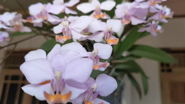 Orchid plants bloom together