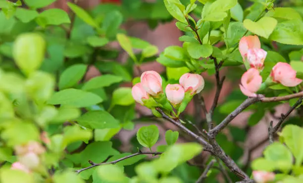 A flower with pink petals that has begun to bloom on a quince tree. Chinese Flowering-quince, Chinese quince, Pseudocydonia sinensis